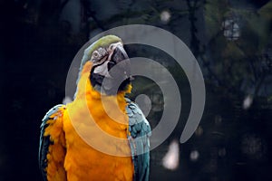 Parakeet bird portrait