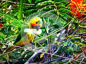 Parakeet