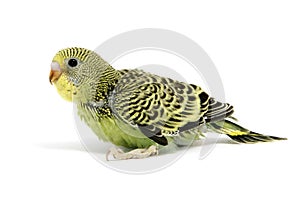 Parakeet breeding