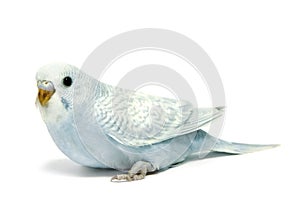 Parakeet breeding photo