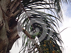 Parakeet on plant of Syagrus romanzoffiana photo