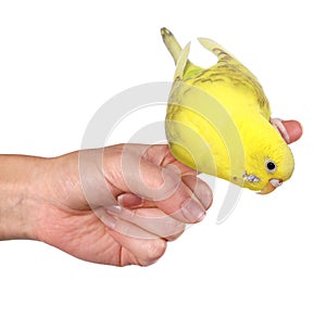 Parakeet (Budgie) perched on finger photo