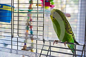 Parakeet in a cage