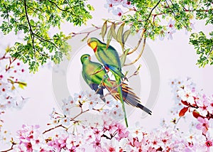 Parakeet in the cherry tree blossoom