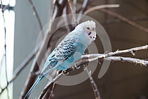 Parakeet