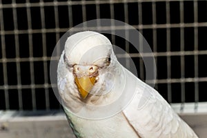 Parakeet Closeup Portrait