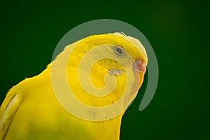 Parakeet Closeup Portrait