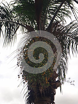 Parakeet on clusters of immature and mature fruit of Syagrus romanzoffiana photo