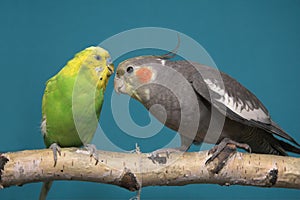 Parakeet and Cockatiel