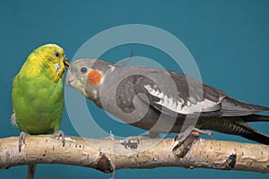 Parakeet and Cockatiel