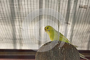 Parakeet is the common name for a diverse group of small parrots. Some parakeet subspecies are the budgerigar