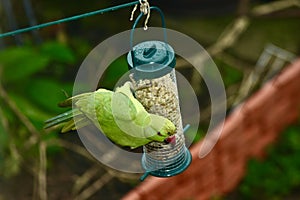 A parakeet eating some nuts