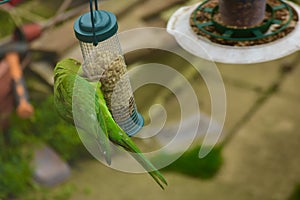 A parakeet feeding on some nuts