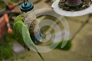 A parakeet feeding on some nuts