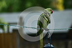 A parakeet getting soaking wet in the rain