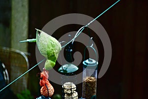 A parakeet hanging on a clothes line