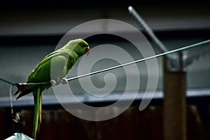 A parakeet hanging on a line