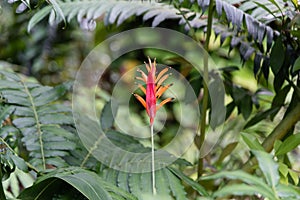 Parakeet Heliconia flower on the Big Island of Hawaii