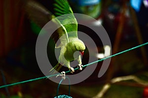 A parakeet landing on a clothes line