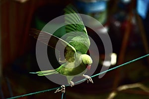 A parakeet landing on a clothes line