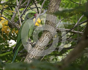 Parakeet long-tailed