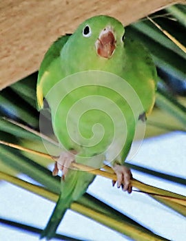 Parakeet in palm tree