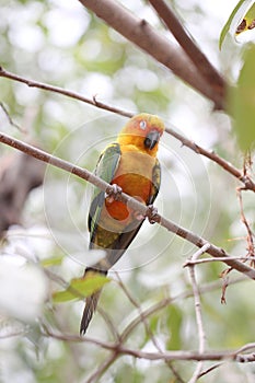 Parakeet or parrot is sleeping on tree branch.