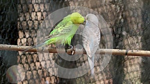 the Parakeet parrots pair birds love is standing on the ledge