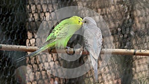 Parakeet parrots pair birds love is standing on the ledge. with blur background