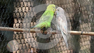 Parakeet parrots pair birds love is standing on the ledge. with blur background