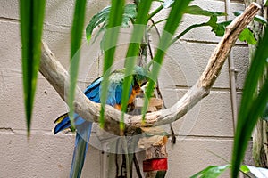 Parakeet perched on branch in zoo exhibit