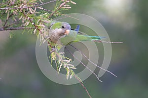 Parakeet perched on a bush with red berries , La Pampa,