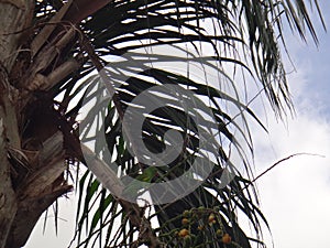 Parakeet on plant of Syagrus romanzoffiana photo