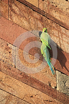 Parakeet is resting on a wall in ruin at Qutb minar in New Delhi (India)