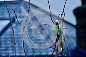 A parakeet on a tree top