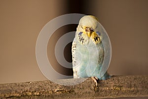 Parakeet