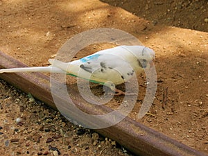 Parakeet at zoo