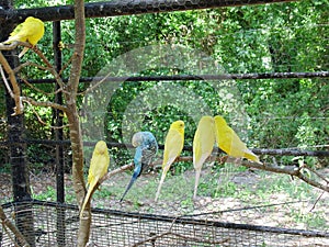 Parakeet at zoo