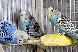 Parakeets photo