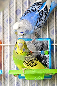 Parakeets photo