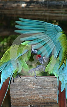 Parakeets photo