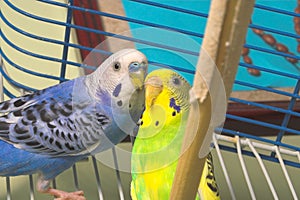 Parakeets photo