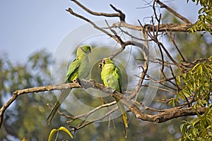Parakeets