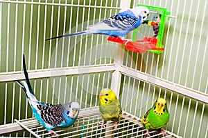 Parakeets photo