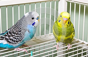 Parakeets photo