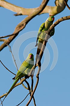 Parakeets