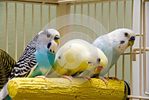 Parakeets photo