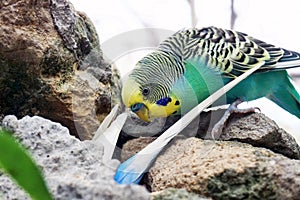 Parakeets birds on rocks.