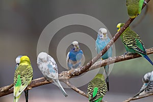 Parakeets on branch