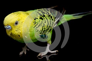 Parakeets budgerigar bird Melopsittacus undulatus budgie